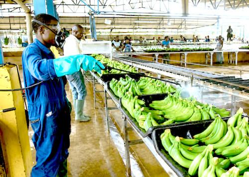 1108 23688 bananes les exportations du cameroun bondissent de 34 1 en juillet 2026 a 20 577 tonnes l